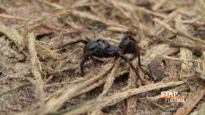 gewone mijnspin - stap in de natuur - natuurgids