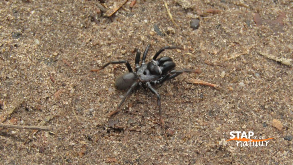 natuur - gewone mijnspin - natuurverhaal - stap in de natuur